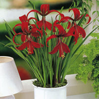 Sprekelia formosissima