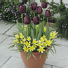 Spring Bulbs - Lucky Dip
