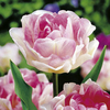 Spring Bulbs - Lucky Dip 300