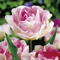 Spring Bulbs - Lucky Dip 300