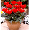 Spring Bulbs - Lucky Dip 50