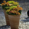 Spring Fling Potted Plants - Collection