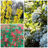 Spring Flowering Shrub Collection