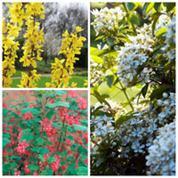 Spring Flowering Shrub Collection