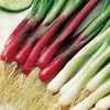 Spring Onion Plants - Red and White Mixed