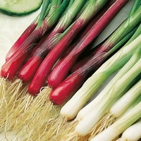 Spring Onion Plants - Red and White Mixed
