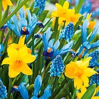Spring Symphony Bulbs - Mix