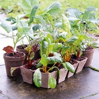 Square Fibre Pots (80 x 6cm)