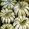 Squash and Pumpkin (Organic) Seeds - Sweet Dumpling