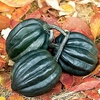 Squash and Pumpkin (Organic) Seeds - Tuffy