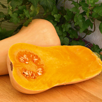 Squash Grafted Hunter Plants - YA414
