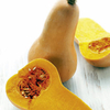 Squash Grafted Plants - F1 Hunter