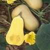 Squash (Organic) Seeds - Butternut