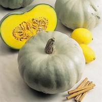 Squash Plants - Crown Prince