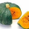 Squash Plants - Kabocha