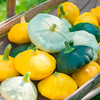 Squash Plants - Patty Pan Collection