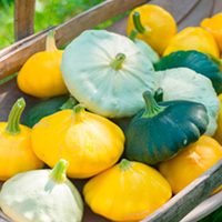 Squash Plants - Patty Pan Collection