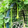 Squash Plants - Tromboncino