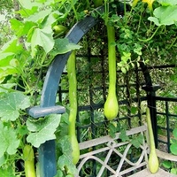 Squash Plants - Tromboncino