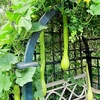 Squash Plants - Tromboncino