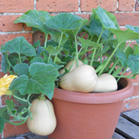 Squash Seeds - Butterbush F1