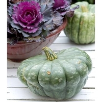 Squash Seeds - Queensland Blue