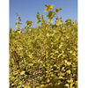 Staphylea colchica Plant