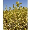 Staphylea colchica Plant