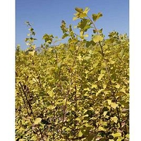 Staphylea colchica Plant