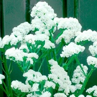 Statice Seeds - Iceberg