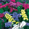 Statice sinuata Seeds - Formula Mixed