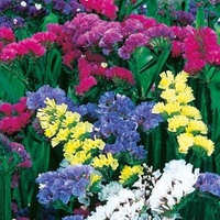 Statice sinuata Seeds - Formula Mixed