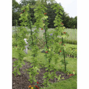 Steel Pea & Bean Frame