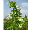 Stephanandra tanakae Plant