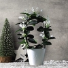 Stephanotis Floribunda On A Hoop