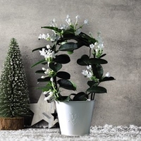 Stephanotis Floribunda On A Hoop