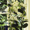 Stephanotis Plant - Madagascan Jasmin