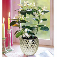 Stephanotis Plant