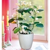 Stephanotis Plant