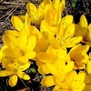 Sternbergia Bulbs - lutea