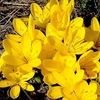 Sternbergia Bulbs - lutea
