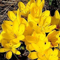 Sternbergia Bulbs - lutea