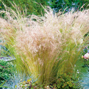 Stipa tenuissima Plant - Pony Tails