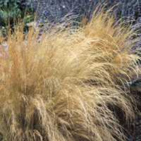 Stipa tenuissima Plant