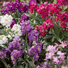 Stock East Lothian Seeds -Legacy Mixed
