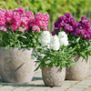 Stock (<i>Matthiola incana</i>) Hot Cakes Mix Plants