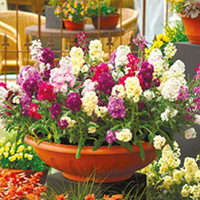 Stock Plants - Sugar & Spice