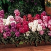 Stock Plug Plants - Vintage Mixed