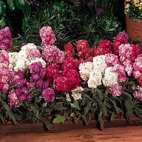 Stock Plug Plants - Vintage Mixed