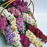 Stock Seeds - Miracle Mixed